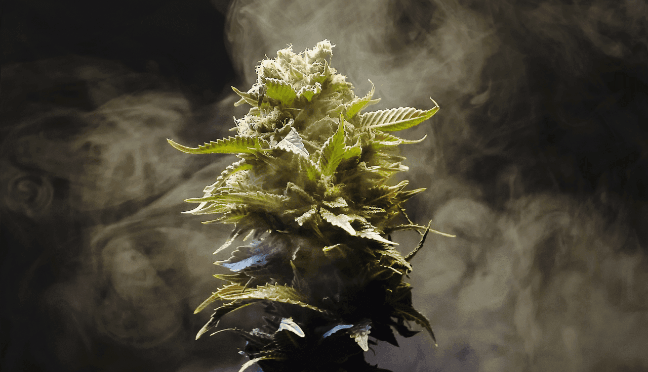 Cannabispflanze mit Dampf