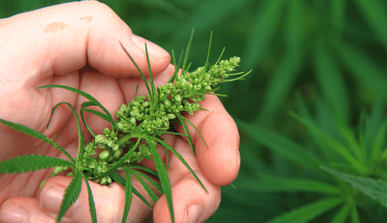 Cannabisblüte