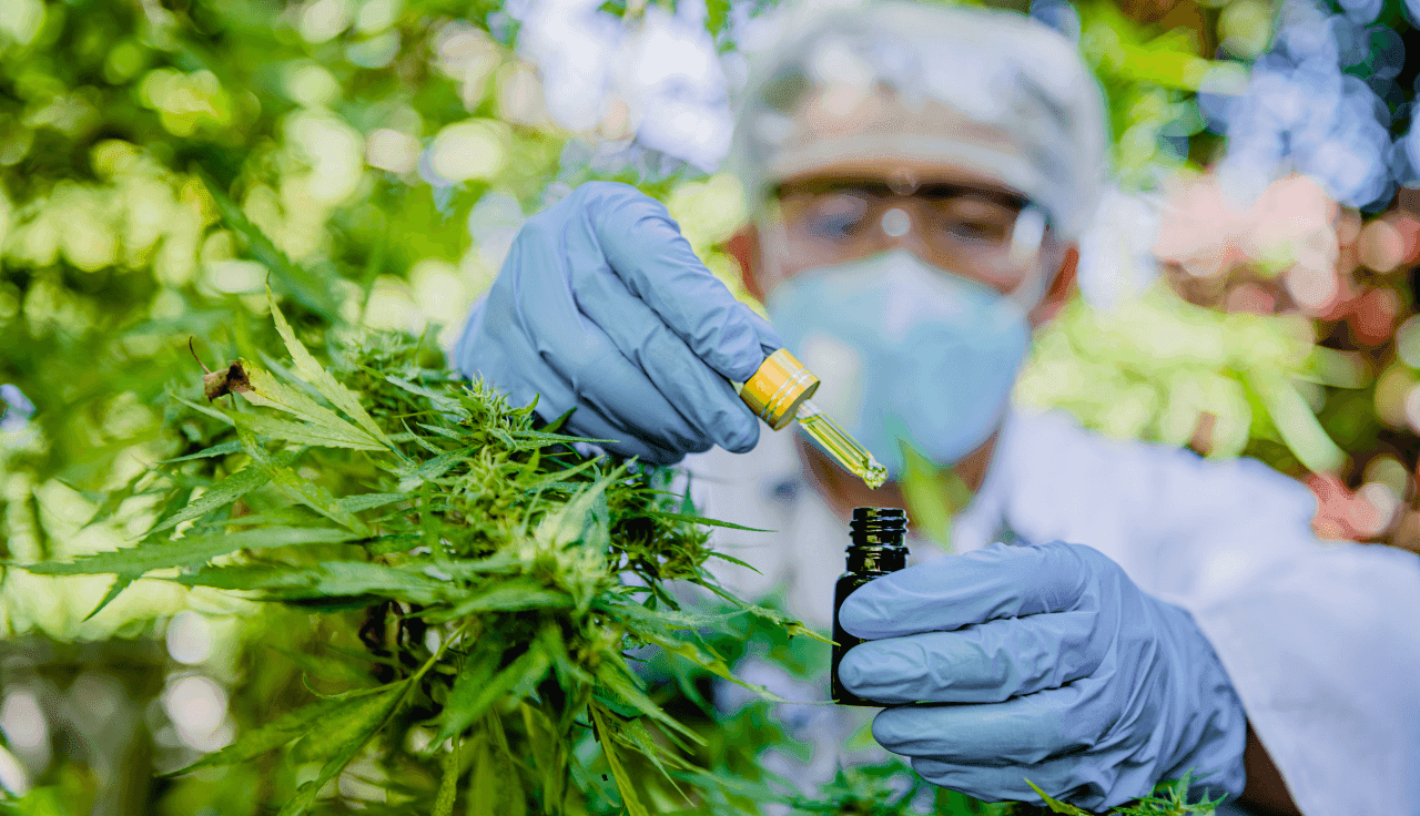 Cannabis Extrakt