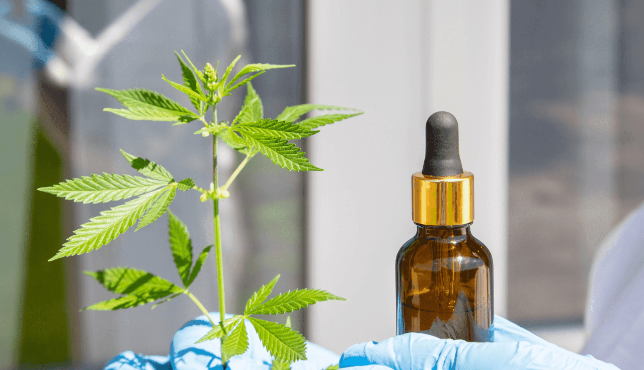 Cannabispflanze und Extrakt
