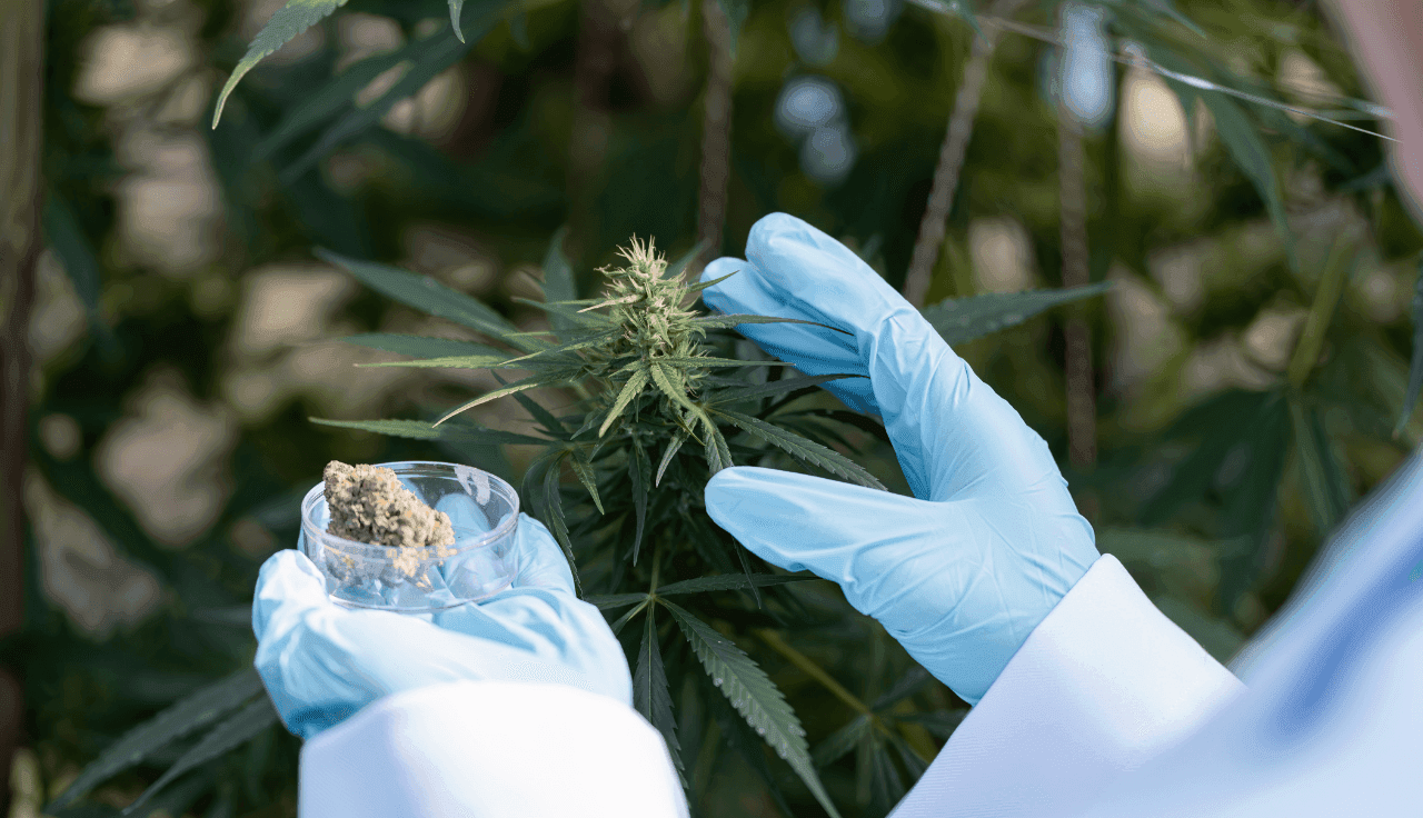Cannabisblüten Vergleich